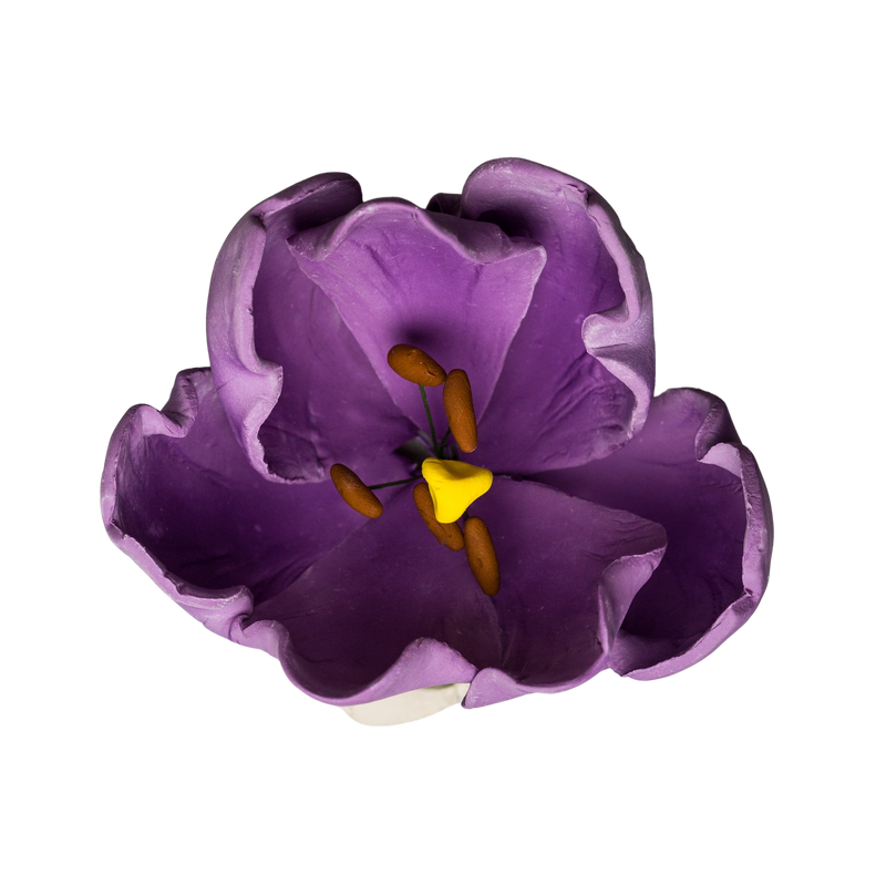 Tulipán francés de 3" - Púrpura