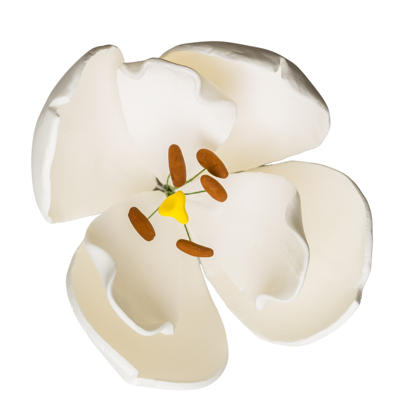 Tulipán francés de 4" - Blanco