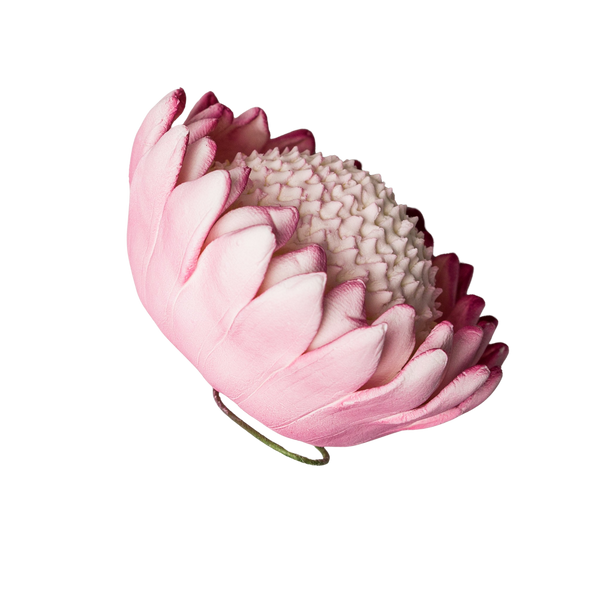 3" King Protea (closed) - Pink