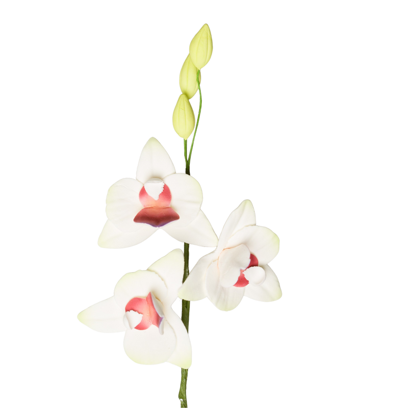 7.25" Moth Orchid Spray - White