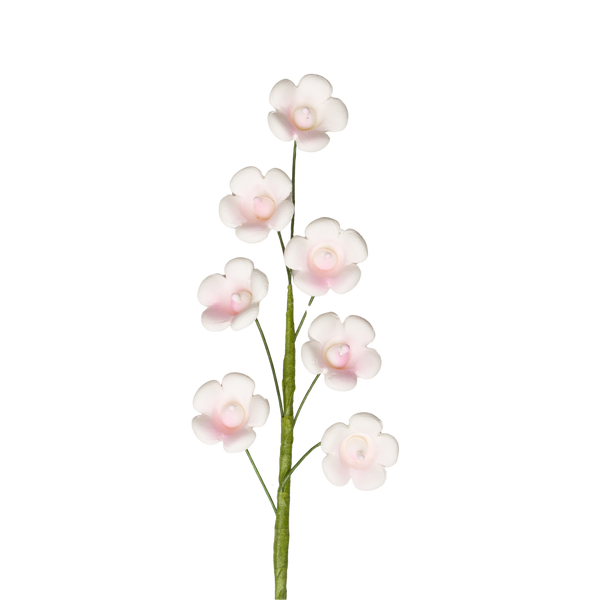 Lirio de los valles de 6" - Blanco con rosa claro